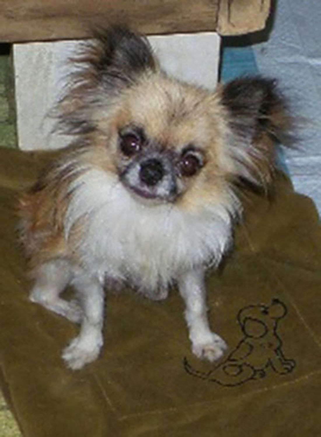 Pic of the Litter: Teddy